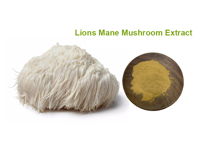 Lions Mane Mushroom Extract