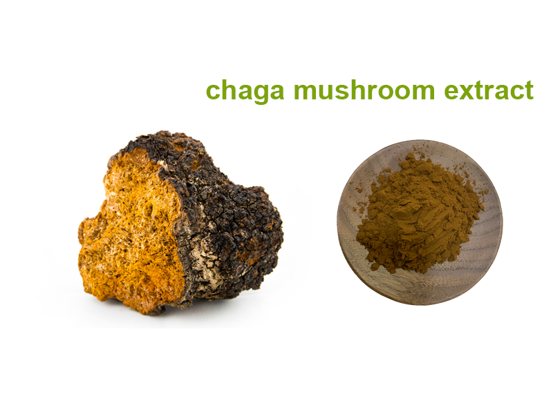 Chaga mushroom extract