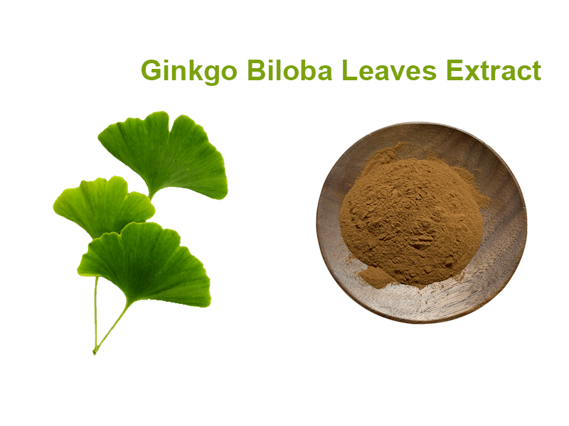 Ginkgo Biloba Leaves Extract