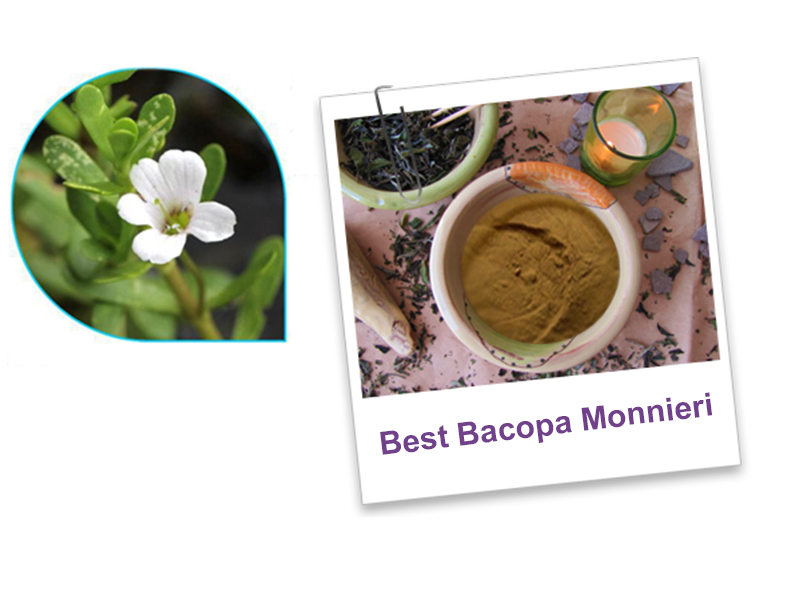 The best Bacopa monnieri buy resources!