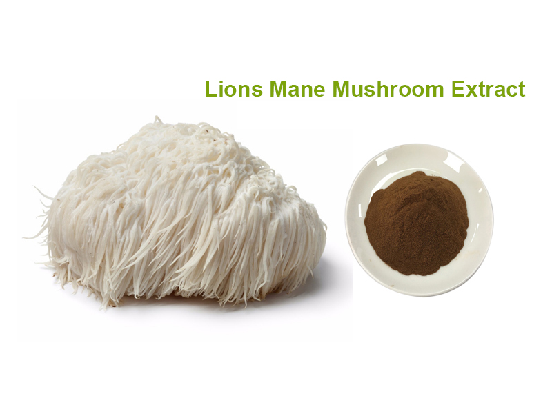 How to choose a Lion’s Mane (Hericium Erinaceus) extract?