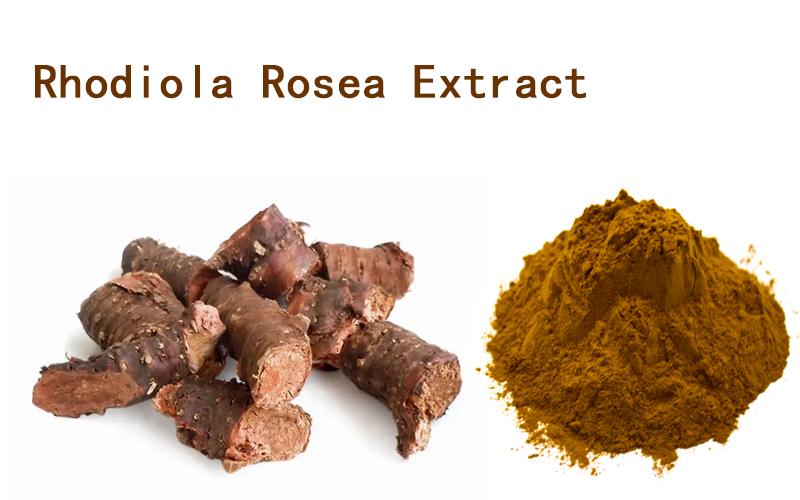 Rhodiola Rosea Extract