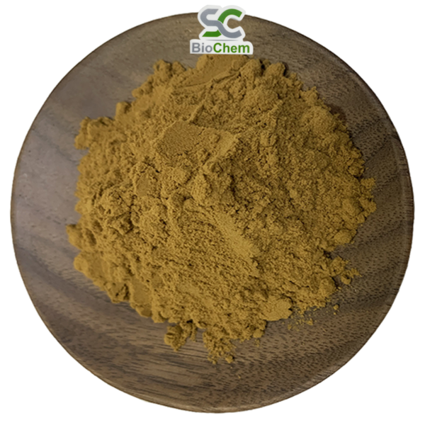 Huperzia Serrata Extract
